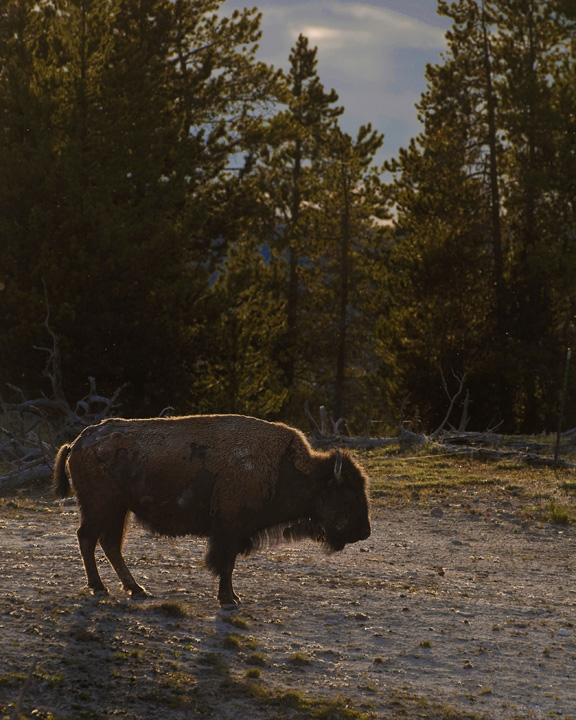 Bison in the Light, Wyoming