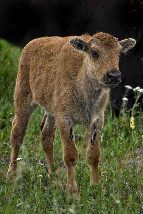Young Bison